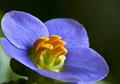 Exacum affine